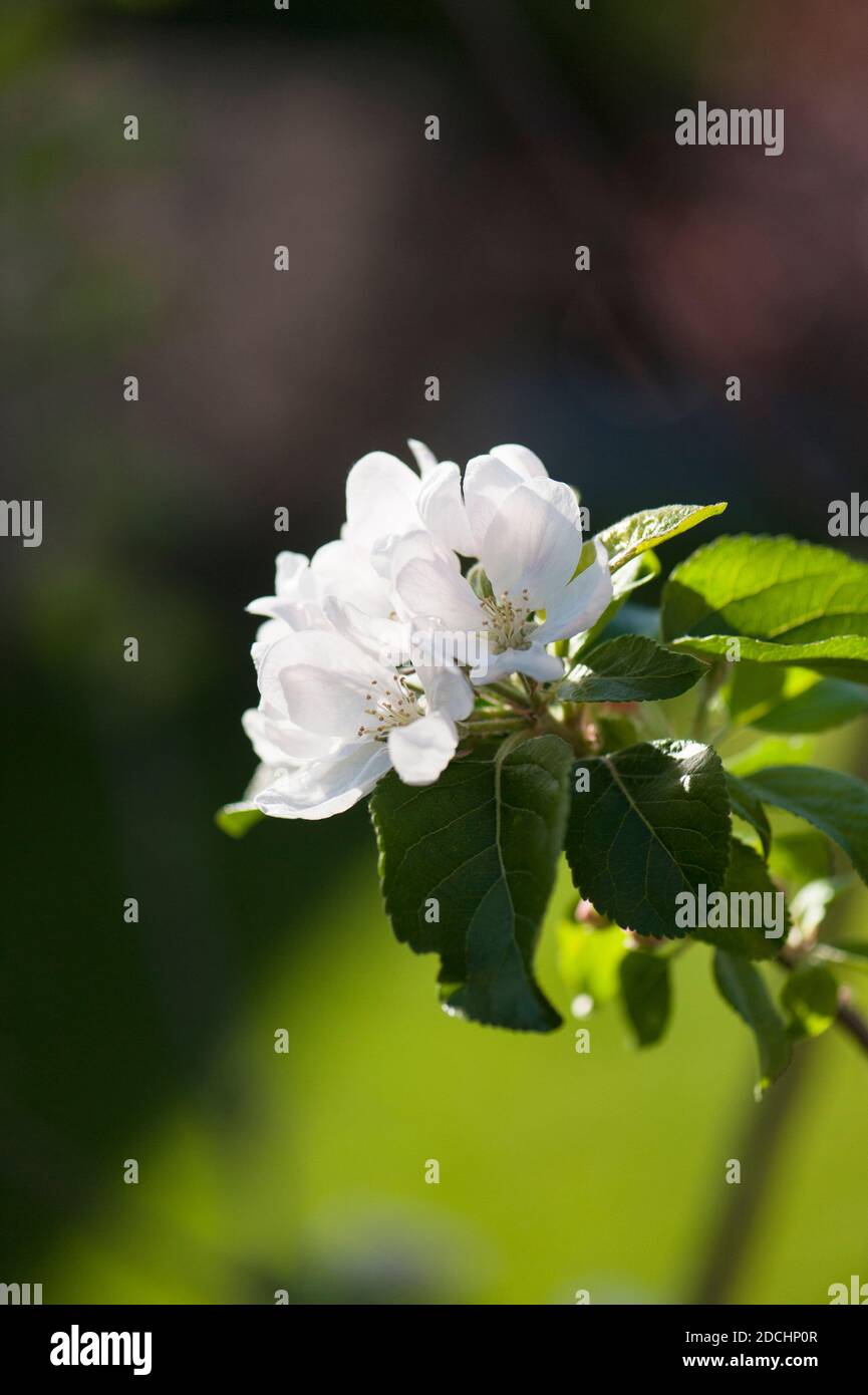 Pomme, Malus domestica ‘Diable rouge’ fleurir sur un jeune arbre au printemps Banque D'Images