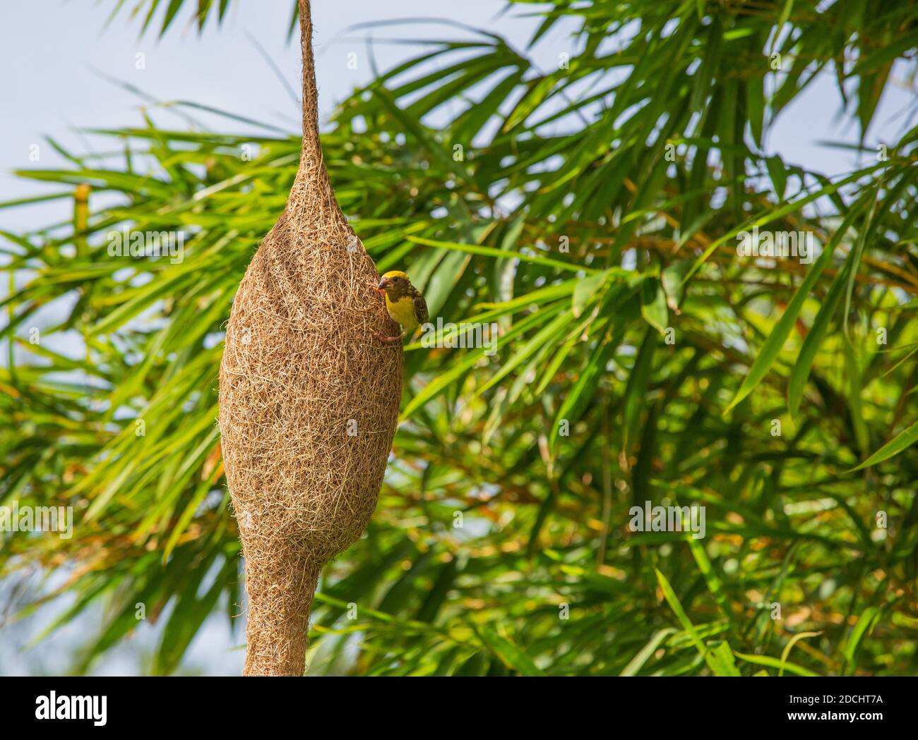 Un oiseau de tisserand qui fait un magnifique nid Banque D'Images