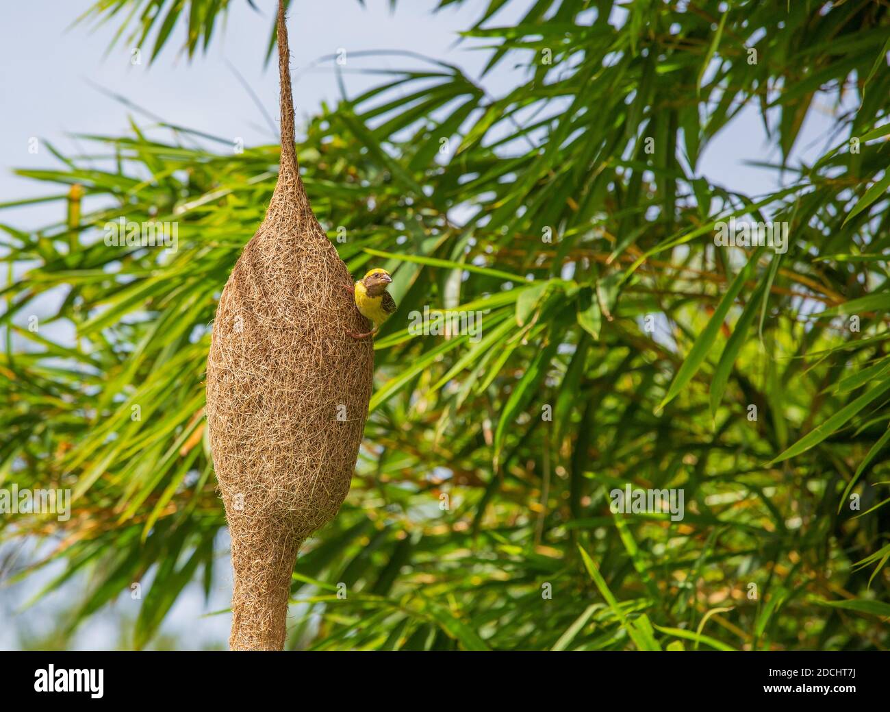 Un oiseau de tisserand qui fait un magnifique nid Banque D'Images