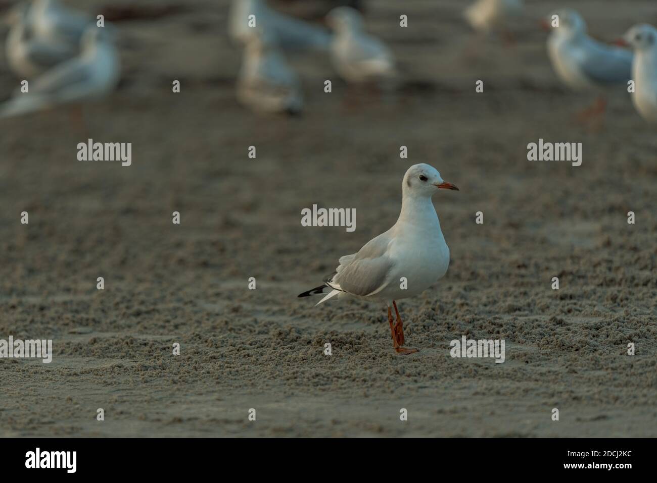 un mouette blanche marche sur le sable de la plage et des montres autres oiseaux à proximité Banque D'Images