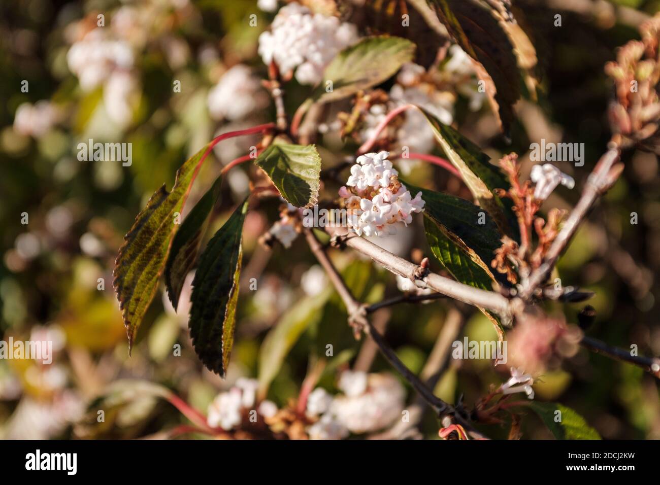 Viburnum farreri est un grand arbuste à feuilles caduques très apprécié qui porte des grappes de fleurs blanches aux senteurs douces qui s'ouvrent à partir de bourgeons roses à la fin de l'automne. Banque D'Images
