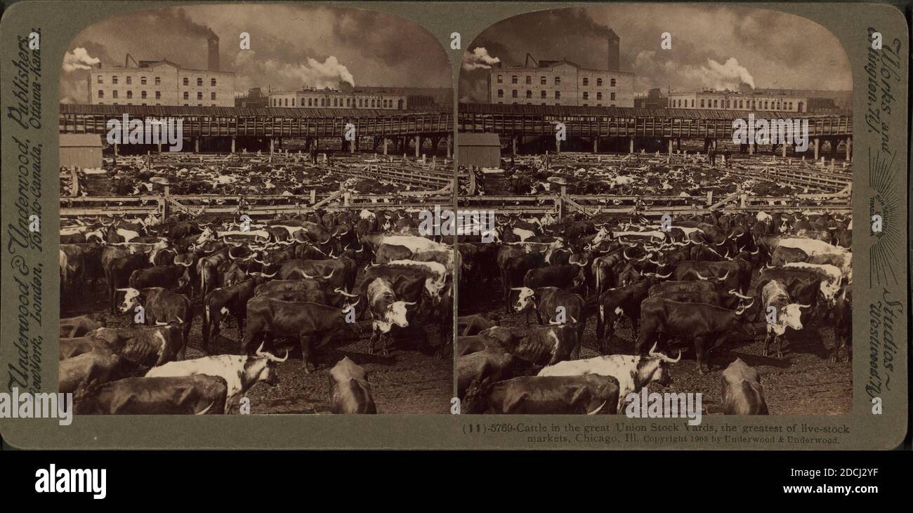 Bovins dans les cours de la grande Union, le plus grand des marchés de la Bourse, Chicago, Illinois, image fixe, stéréographes, 1850 - 1930 Banque D'Images