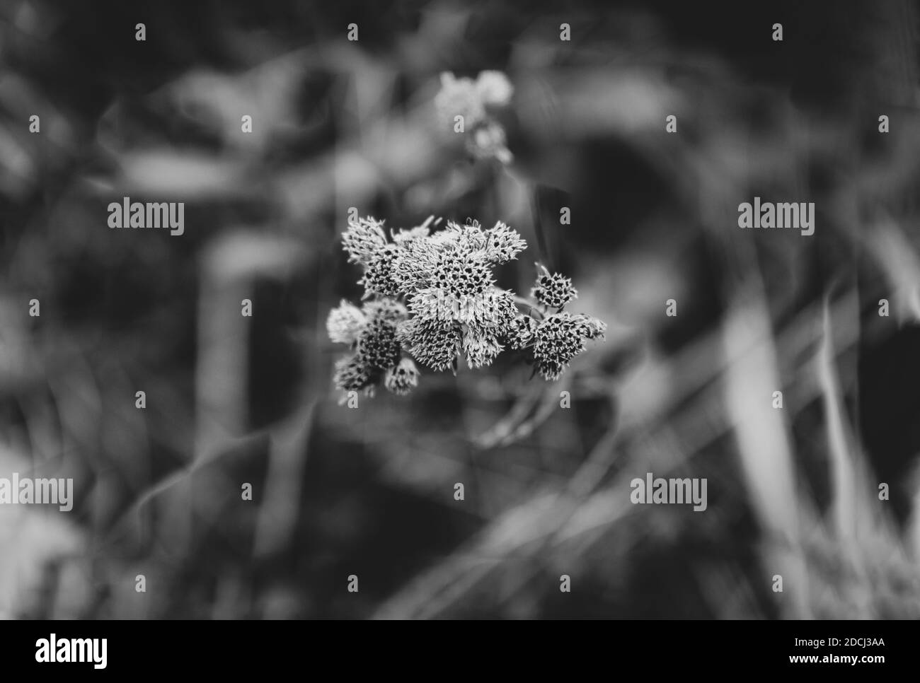 Gros plan sur les fleurs d'automne ne sera pas pétales ou étamines Banque D'Images