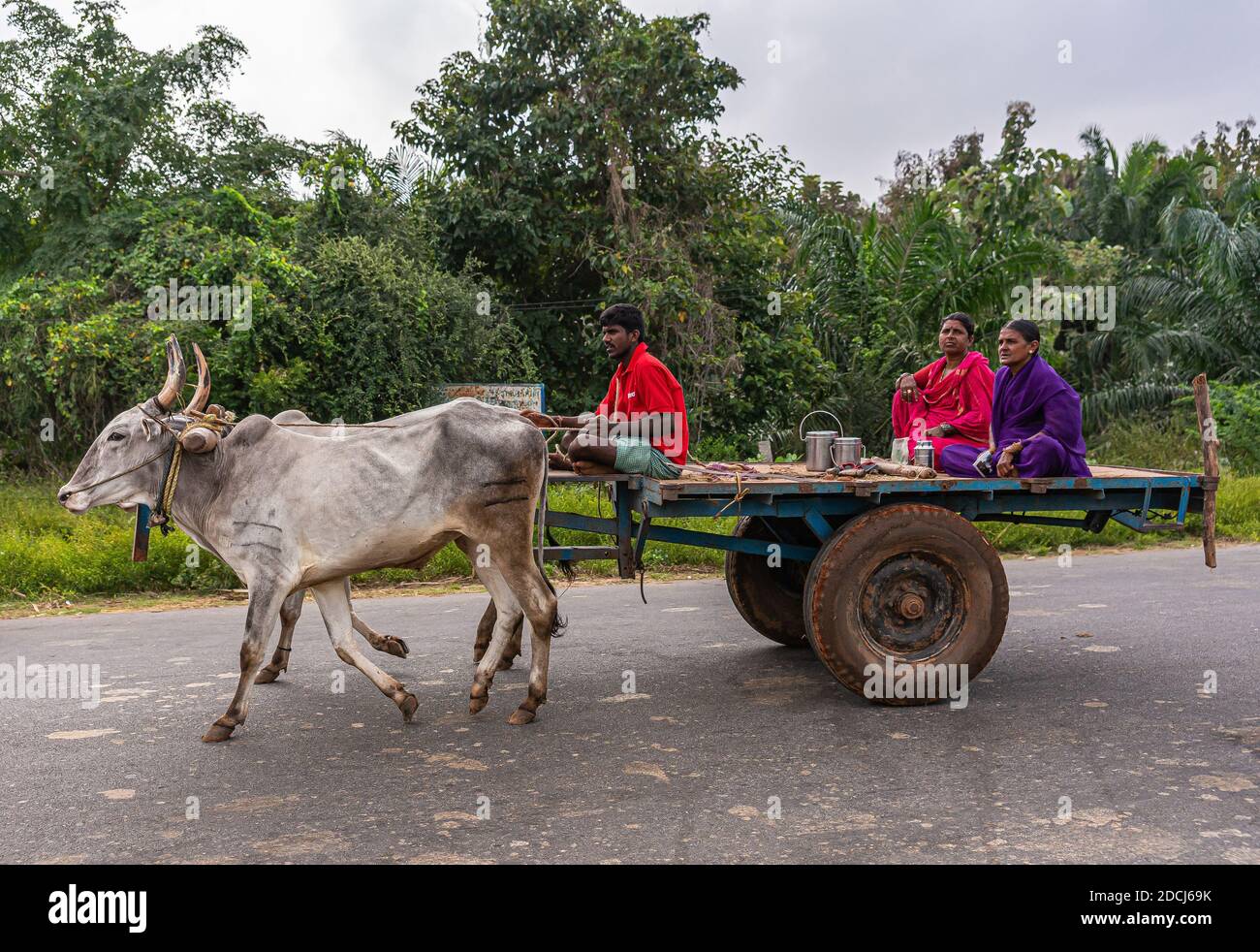 Hampi, Karnataka, Inde - 4 novembre 2013: Le long de la route, gros plan de 2 fourgon blanc oxen tirant avec 3 personnes: 1 homme conducteur et 2 femmes, leurs vêtements a Banque D'Images