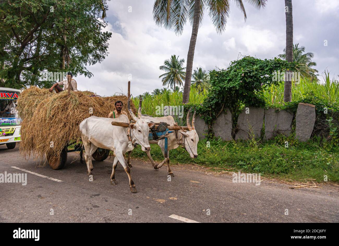 Hampi, Karnataka, Inde - 4 novembre 2013 : le long de la route ombragée par des arbres verts, gros plan de 2 fourgon de traction d'oxen blanc chargé de paille. Bus public b Banque D'Images