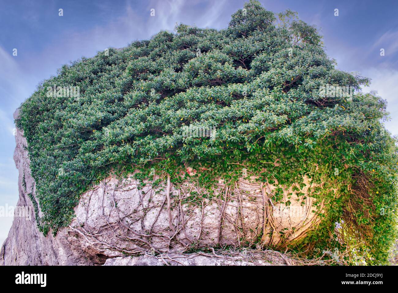 Chapeau de feuilles et de racines sur roche dans la zone naturelle de ​​La Ciudad Encantada, Cuenca Banque D'Images
