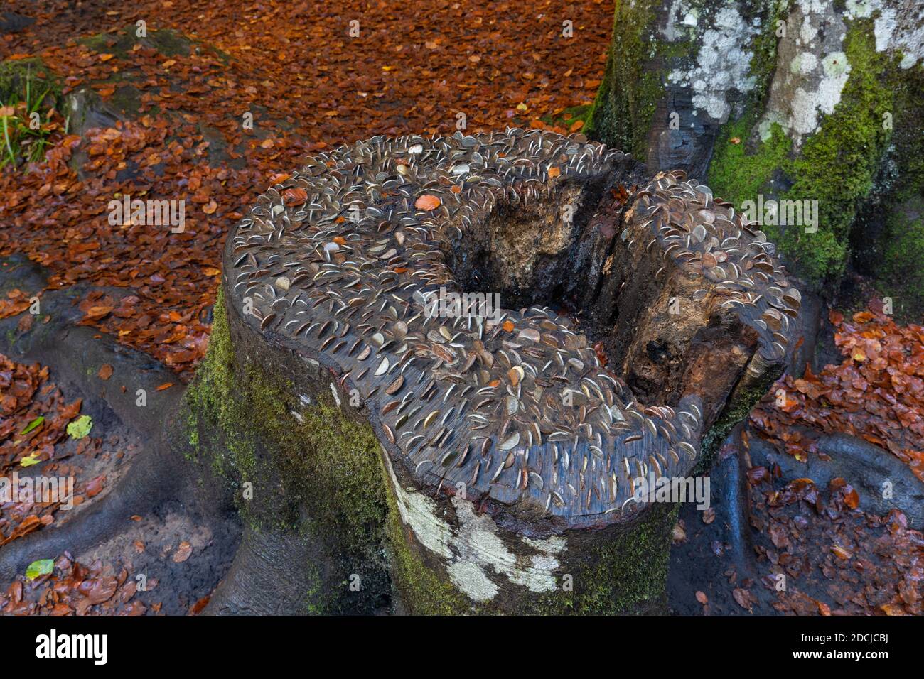 Arbre de souhaits avec des pièces martelées dans la souche dans le Perthshire, Écosse, Royaume-Uni Banque D'Images