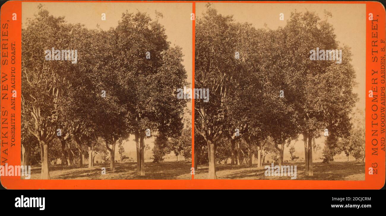 Vue dans le bosquet orange de Wolfskill, Los Angeles., image fixe, stéréographes, 1880, Watkins, Carleton E., 1829-1916 Banque D'Images