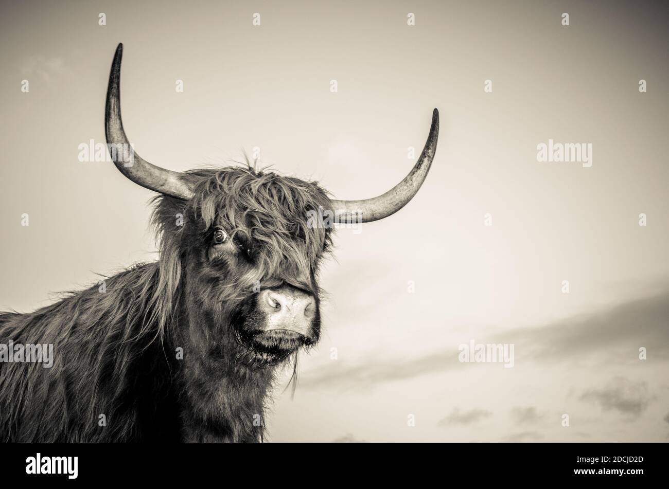 Gros plan de bovins des Highlands sur une ferme en Angleterre Banque D'Images