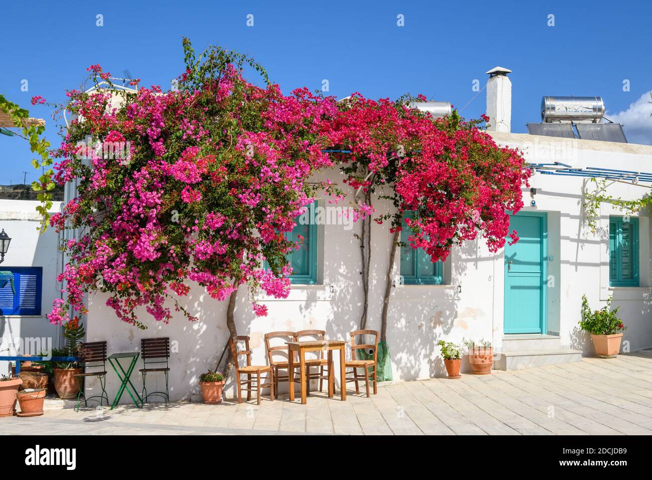 Bougainvilliers fleuris dans la rue du village de Lefkes, sur l'île de Paros. Cyclades, Grèce Banque D'Images