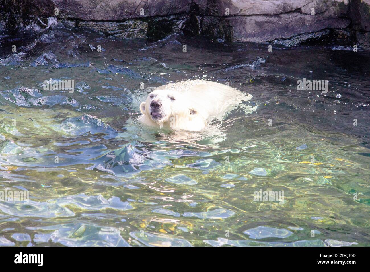 Vue de face d'un jeune ours polaire tout en nageant, nom scientifique Ursus maritimus Banque D'Images