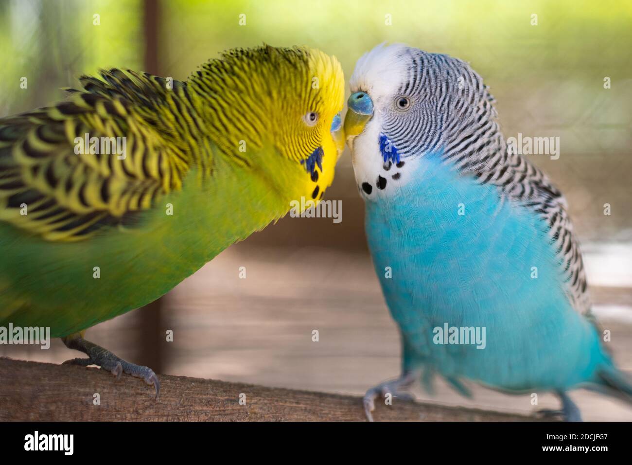 Parrot de Budgerigar (Melopsittacus undulatus) sur une branche Banque D'Images