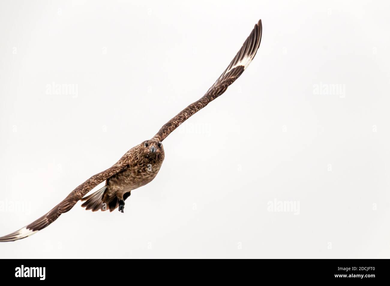 Un grand skua, Catharacta skua, fait le contact visuel voler au large de Shetland. Banque D'Images