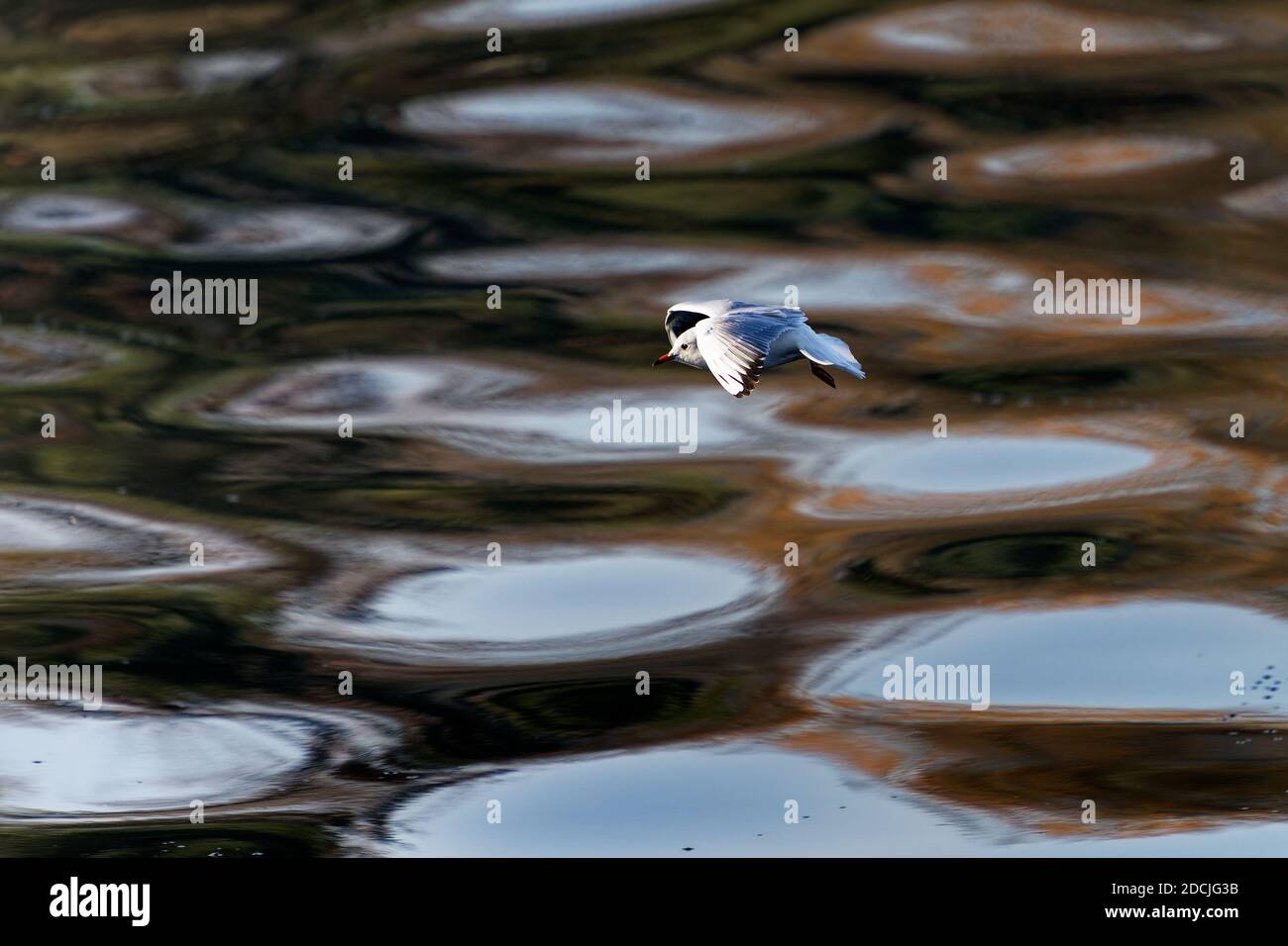 Le goéland à tête noire (Chericocephalus ridibundus) est un petit goéland, qui se reproduit en blanc dans une grande partie du Paléarctique, y compris en Europe et dans le Canada côtier Banque D'Images