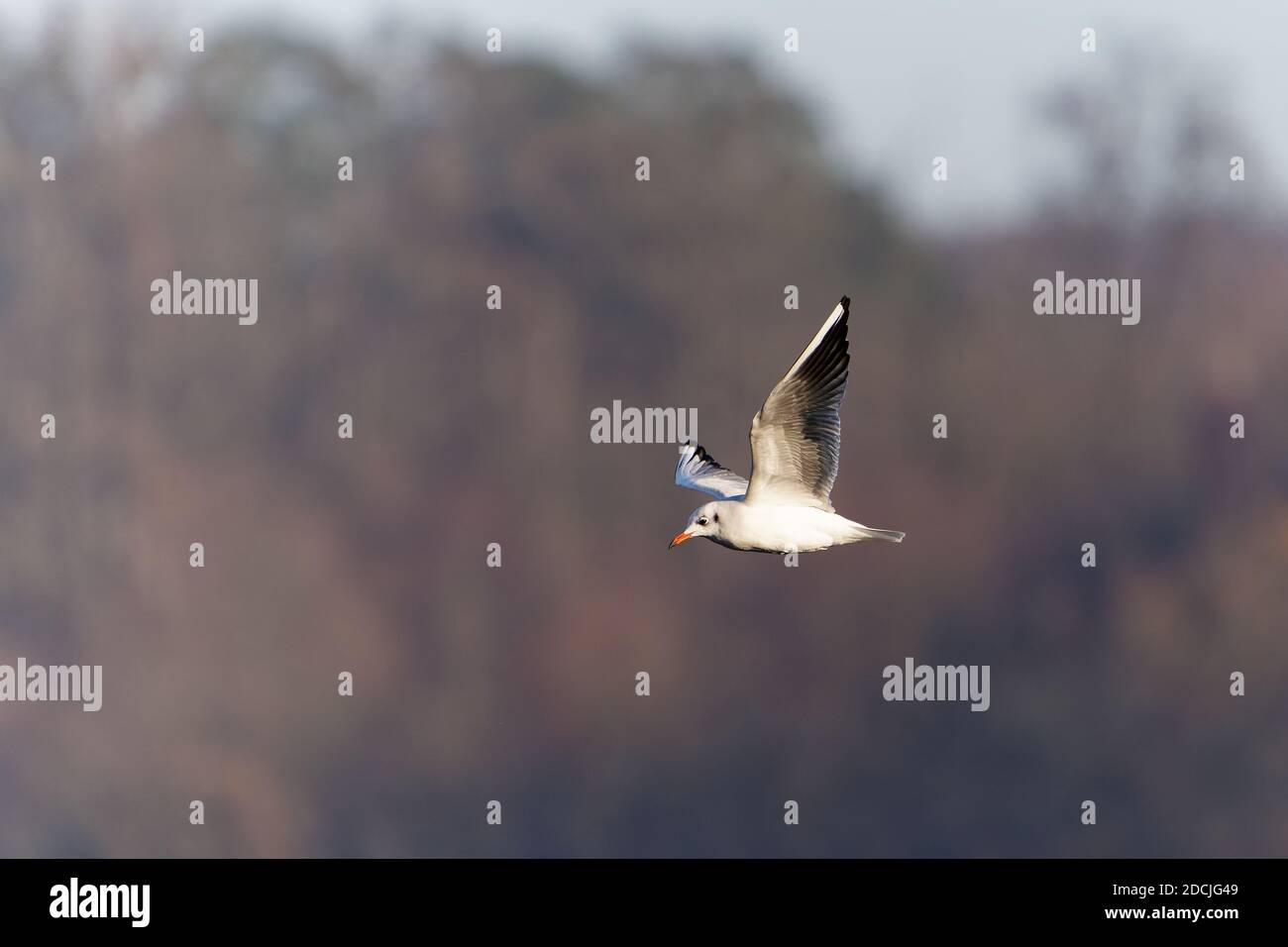 Le goéland à tête noire (Chericocephalus ridibundus) est un petit goéland, qui se reproduit en blanc dans une grande partie du Paléarctique, y compris en Europe et dans le Canada côtier Banque D'Images