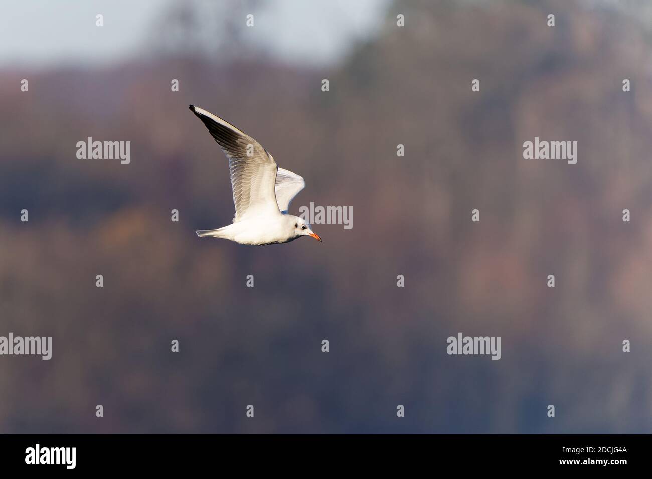 Le goéland à tête noire (Chericocephalus ridibundus) est un petit goéland, qui se reproduit en blanc dans une grande partie du Paléarctique, y compris en Europe et dans le Canada côtier Banque D'Images