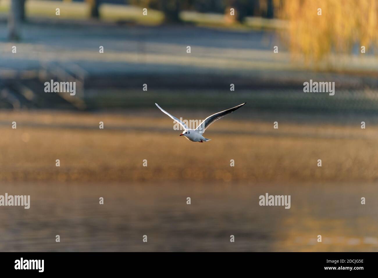 Le goéland à tête noire (Chericocephalus ridibundus) est un petit goéland, qui se reproduit en blanc dans une grande partie du Paléarctique, y compris en Europe et dans le Canada côtier Banque D'Images