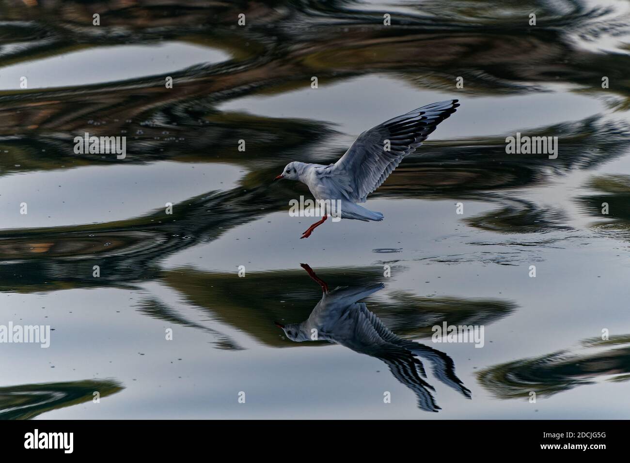 Le goéland à tête noire (Chericocephalus ridibundus) est un petit goéland, qui se reproduit en blanc dans une grande partie du Paléarctique, y compris en Europe et dans le Canada côtier Banque D'Images