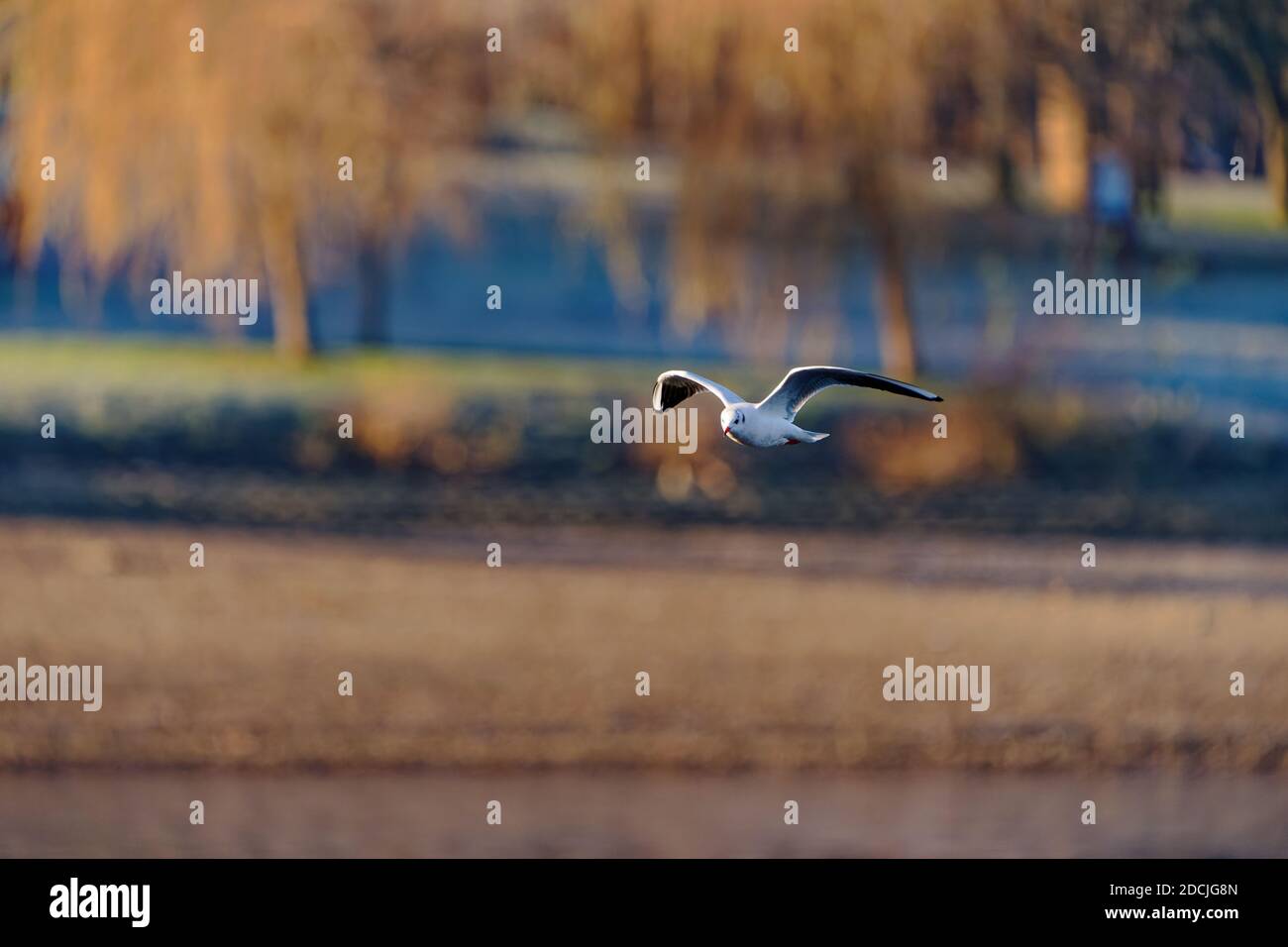 Le goéland à tête noire (Chericocephalus ridibundus) est un petit goéland, qui se reproduit en blanc dans une grande partie du Paléarctique, y compris en Europe et dans le Canada côtier Banque D'Images