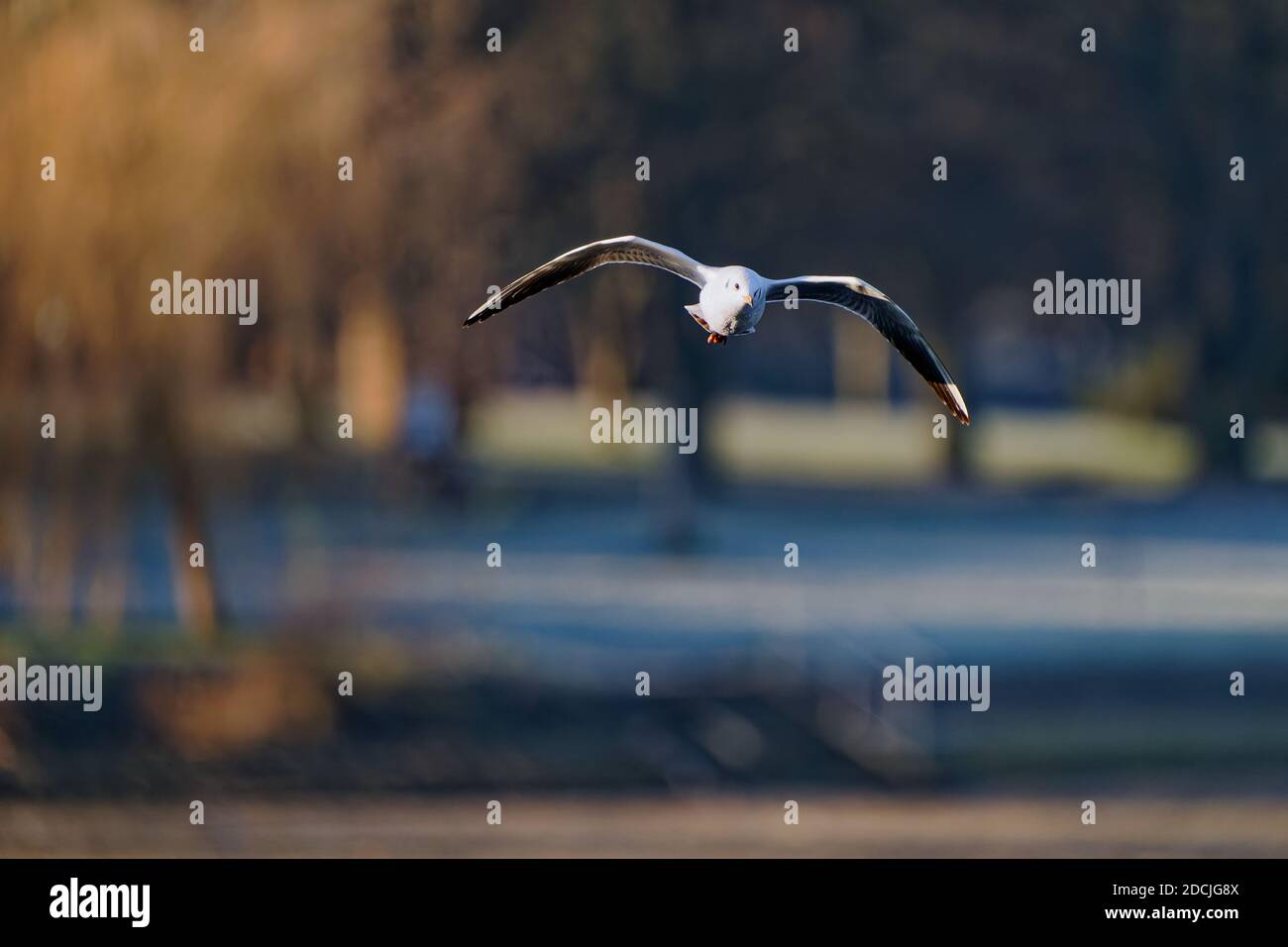 Le goéland à tête noire (Chericocephalus ridibundus) est un petit goéland, qui se reproduit en blanc dans une grande partie du Paléarctique, y compris en Europe et dans le Canada côtier Banque D'Images