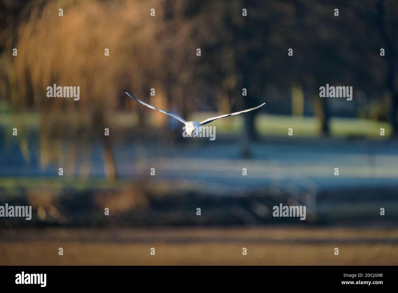 Le goéland à tête noire (Chericocephalus ridibundus) est un petit goéland, qui se reproduit en blanc dans une grande partie du Paléarctique, y compris en Europe et dans le Canada côtier Banque D'Images