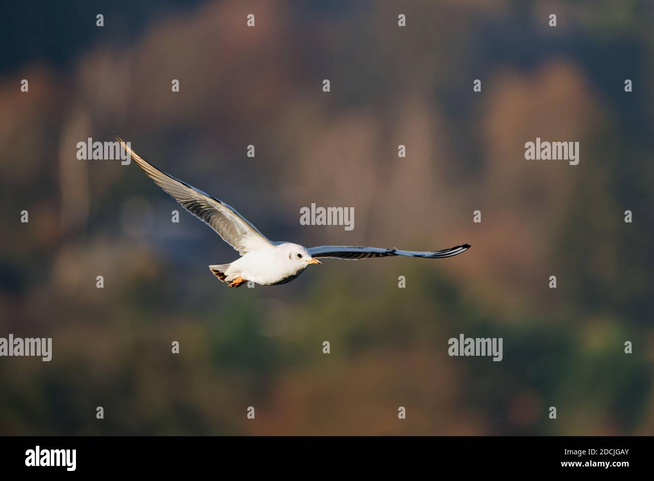 Le goéland à tête noire (Chericocephalus ridibundus) est un petit goéland, qui se reproduit en blanc dans une grande partie du Paléarctique, y compris en Europe et dans le Canada côtier Banque D'Images