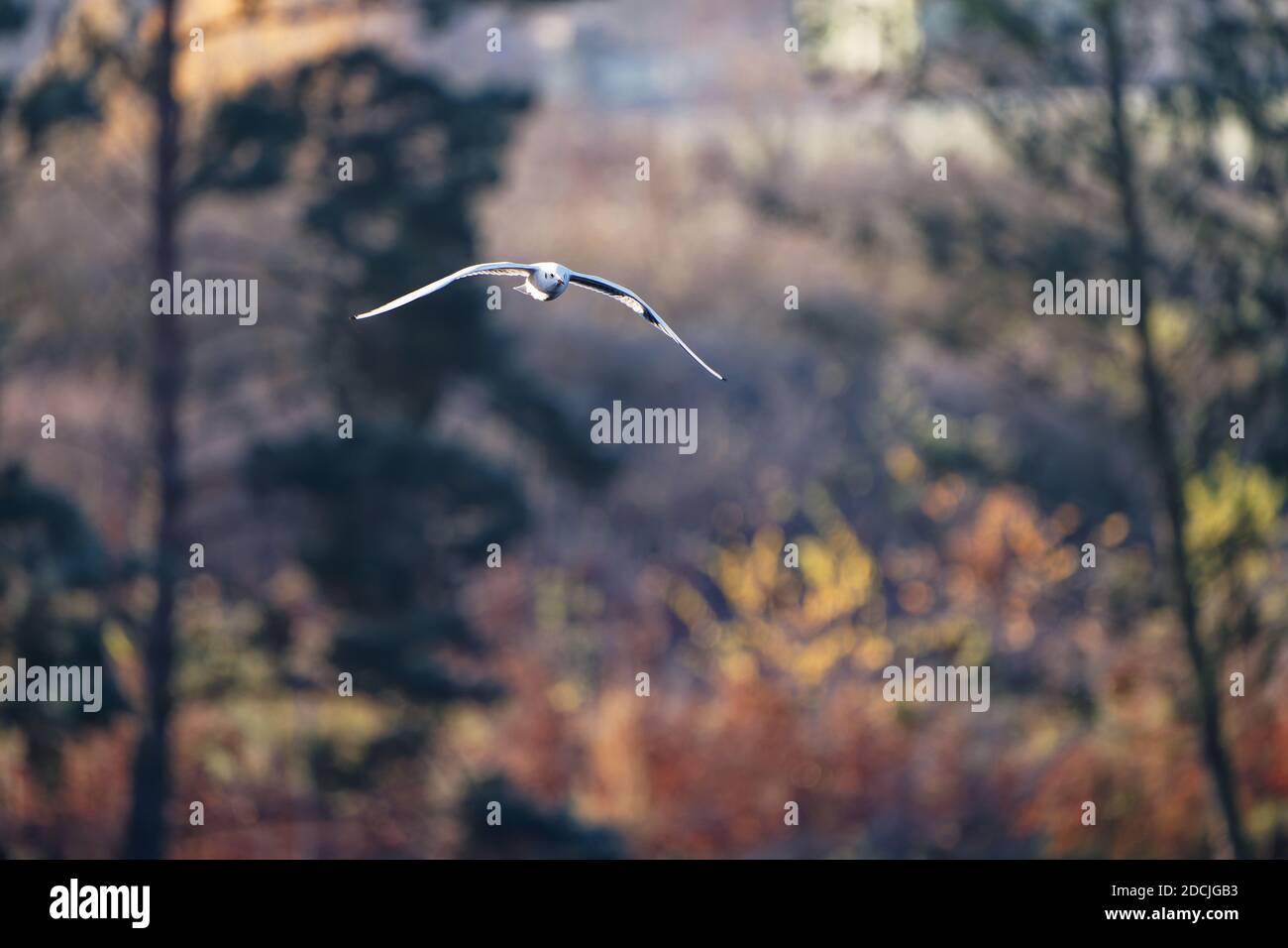 Le goéland à tête noire (Chericocephalus ridibundus) est un petit goéland, qui se reproduit en blanc dans une grande partie du Paléarctique, y compris en Europe et dans le Canada côtier Banque D'Images