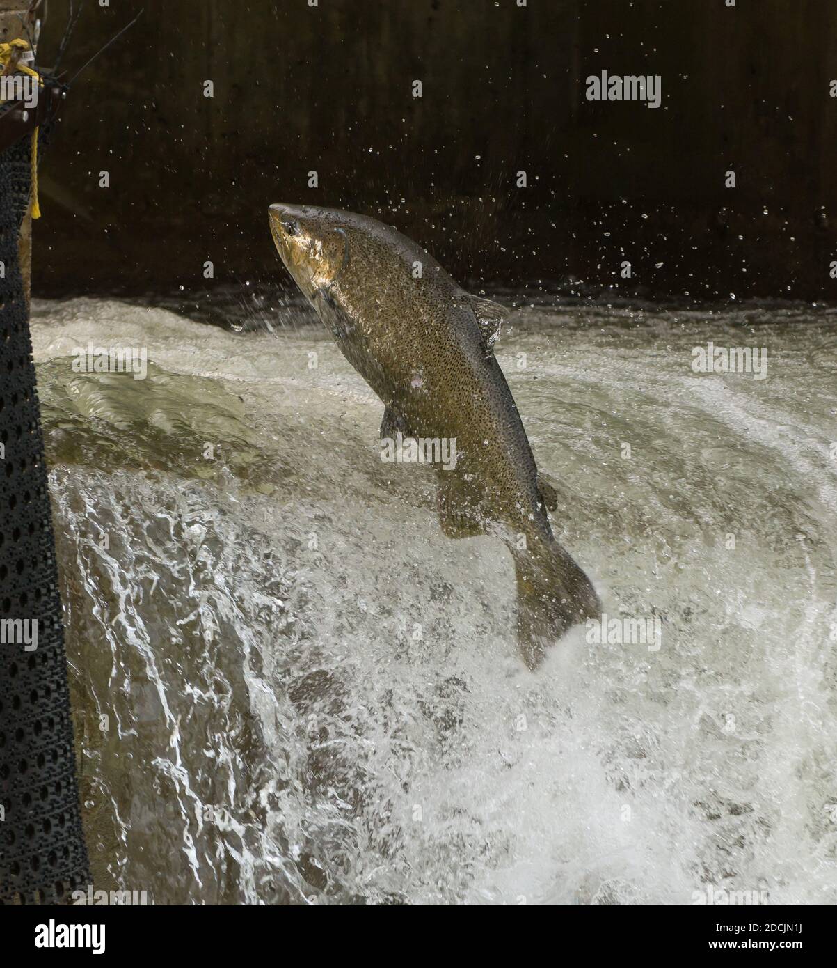Saumon quinnat sautant au barrage sur le ruisseau Bowmanville, à Bowmanville, en Ontario. Ces poissons s'enfuient du lac Ontario pour frayer en septembre Banque D'Images