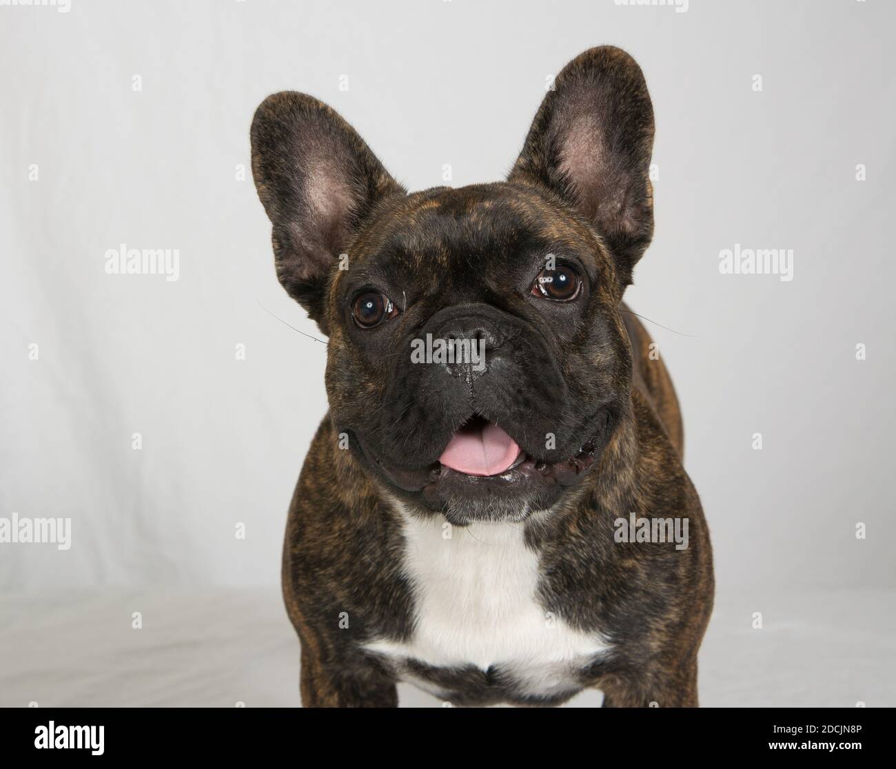 Bulldog français sur fond blanc tête et épaules Banque D'Images