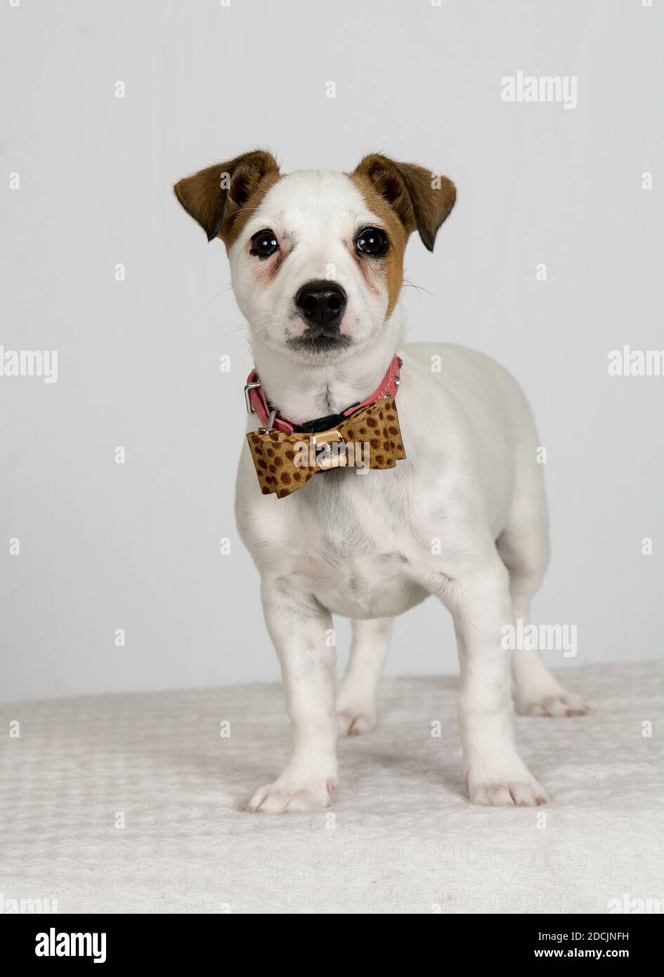 Jack Russell Terrier avec noeud papillon, sur toute la longueur sur fond blanc haut de clé Banque D'Images