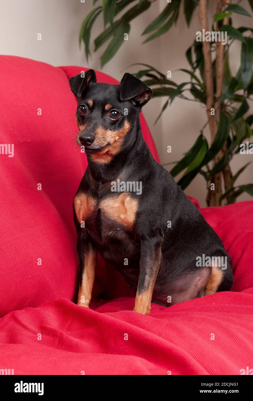 Prise de vue miniature en regardant la caméra sur toute la longueur avec de gros yeux bruns Banque D'Images