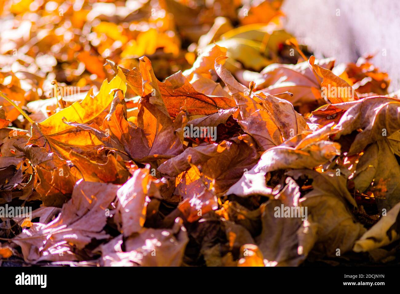 Saison d'automne 2020 feuilles brunes tombant d'arbres couvrant le masse Banque D'Images