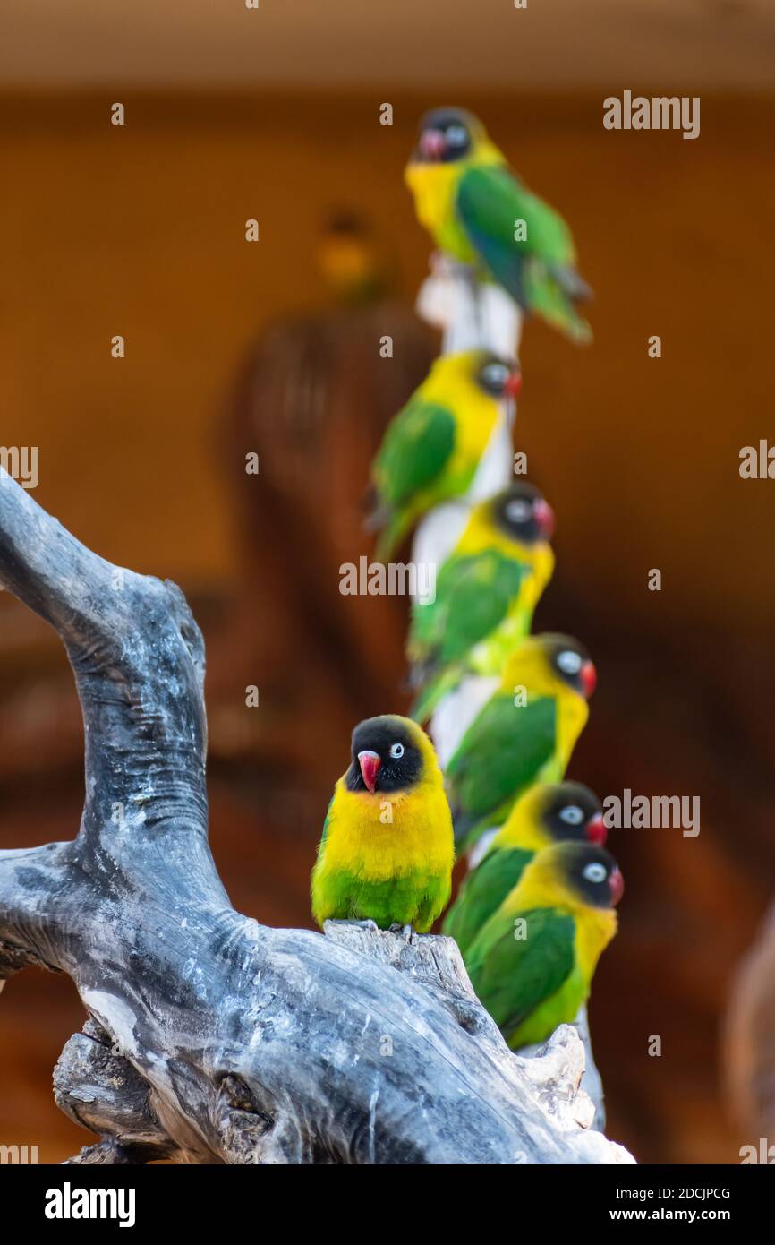 Oiseaux de rivage à collier jaune (Agapornis personatus, noirs masqués, anneau oculaire) sur une branche Banque D'Images