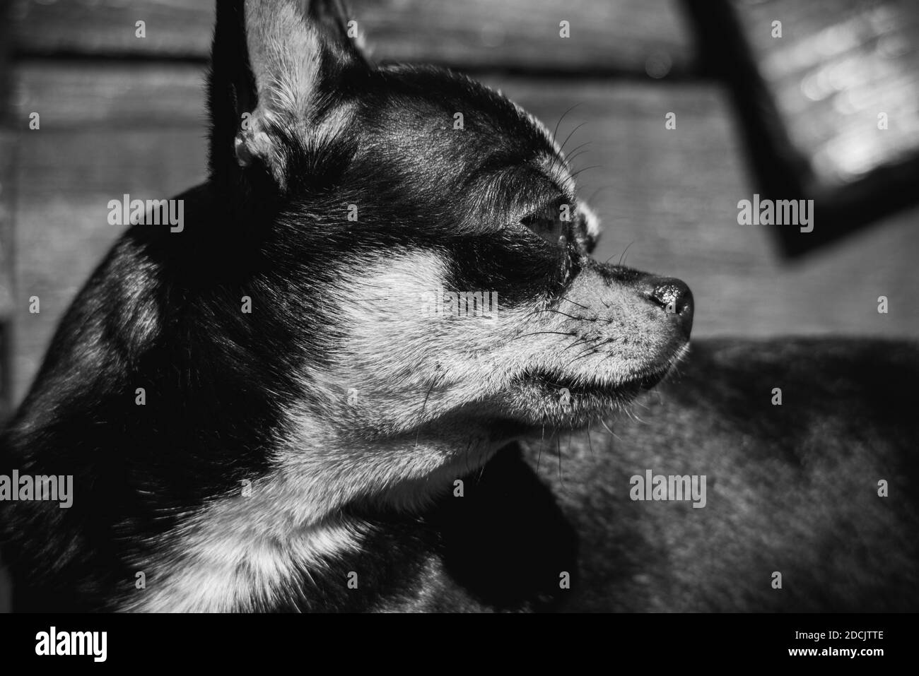 Portrait de chien de petite race Chihuahua. Chien. Photo noir et blanc d'un chien sur fond de bois Banque D'Images