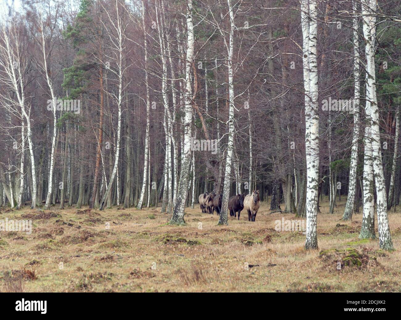 Chevaux semi-sauvages Konik Polski venant de suite de la forêt au parc naturel d'Endure, Lettonie, le jour de novembre couvert Banque D'Images