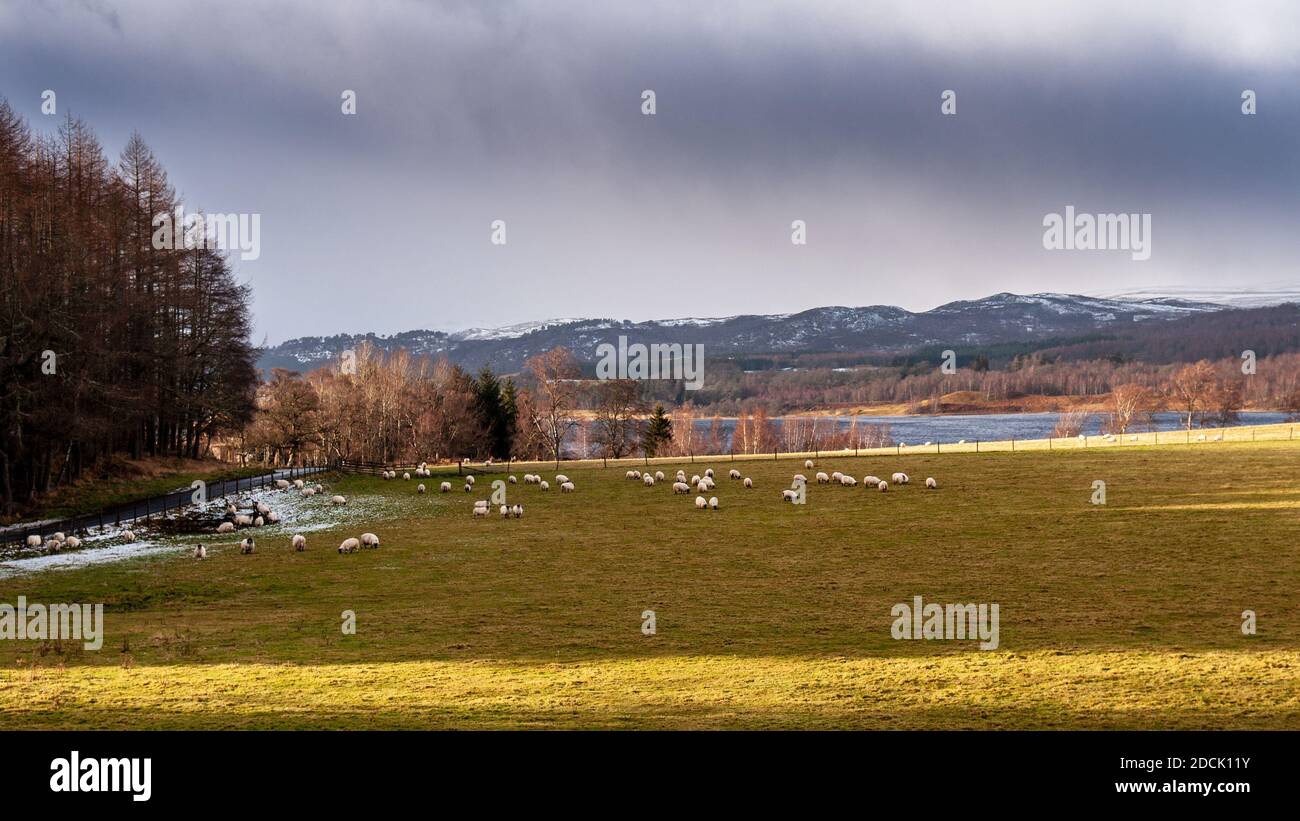 Des moutons se broutent dans un champ au-dessus du Loch Insh près d'Aviemore à Strathspey, sous les montagnes de Cairngorms. Banque D'Images