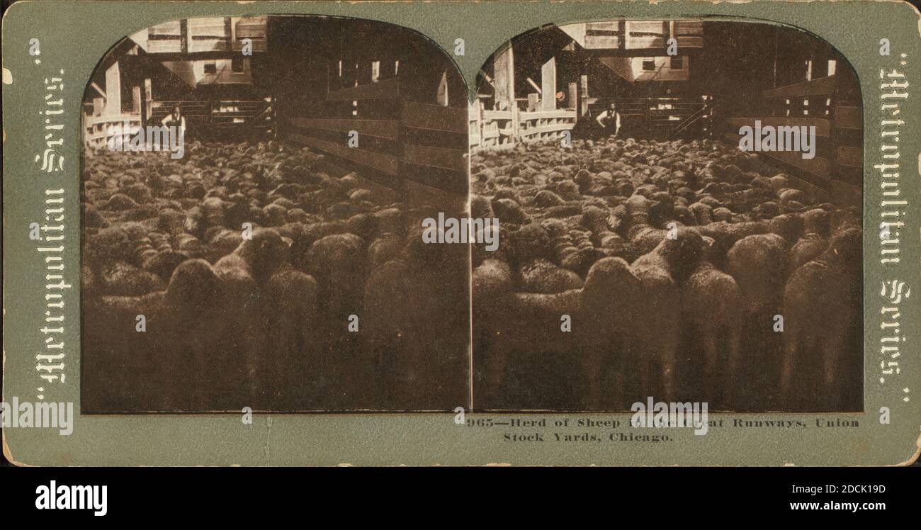 Troupeau de moutons dans les grandes pistes, Union stock yards [stockyards], Chicago., image fixe, stéréographes, 1850 - 1930 Banque D'Images