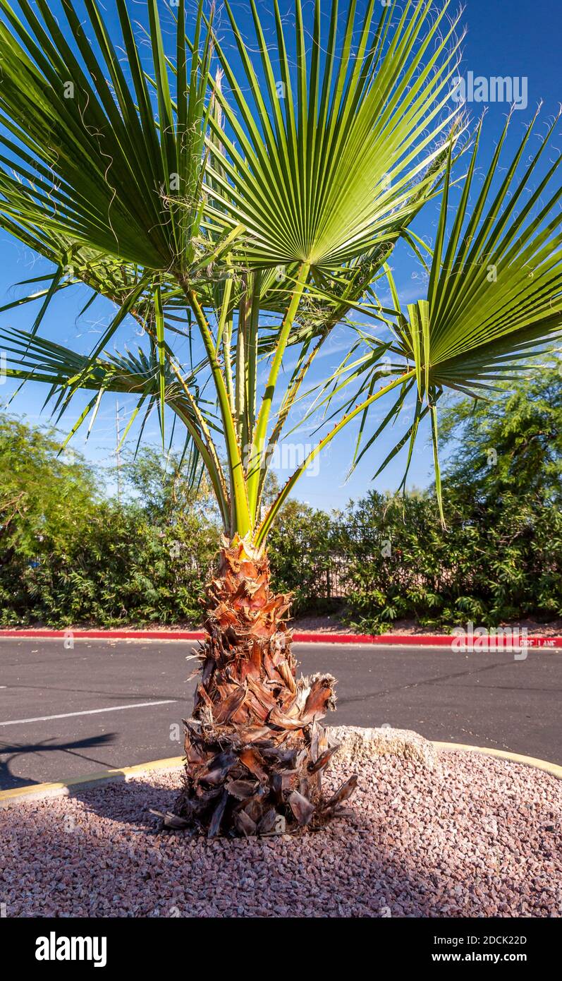 Un petit palmier pousse dans un parking. Banque D'Images