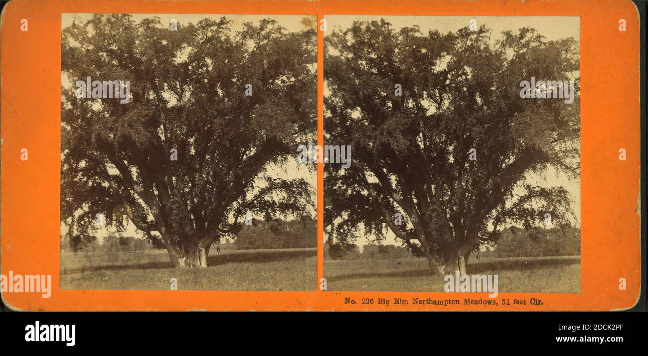 Grand orme, Northampton Meadow, 31 pieds cir., image fixe, stéréographes, 1850 - 1930, Putnam, F. H. Banque D'Images