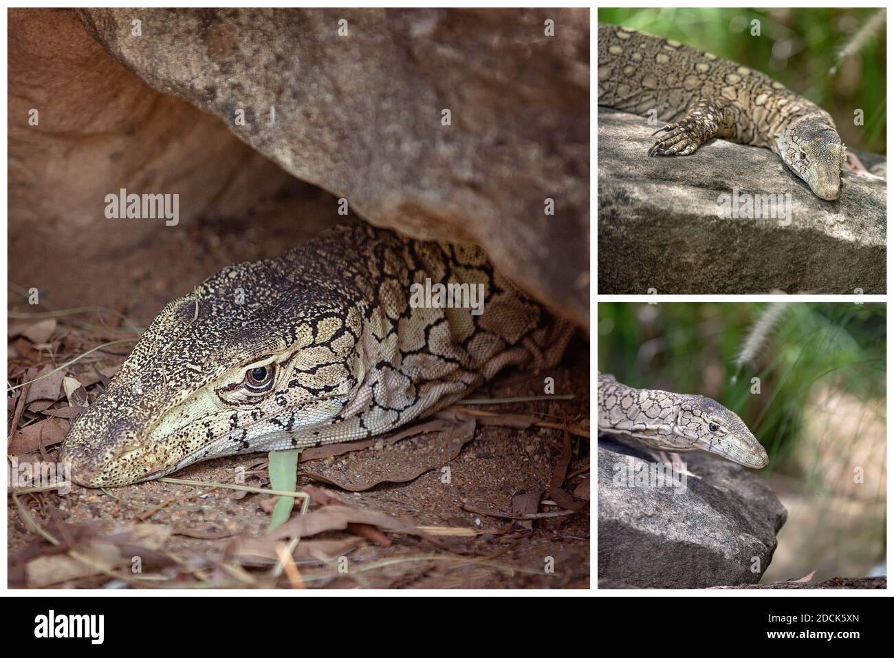 Collage de la plus grande espèce de lézard en Australie et vit dans un environnement sec d'eucalyptus parmi les roches et les affleurements Banque D'Images