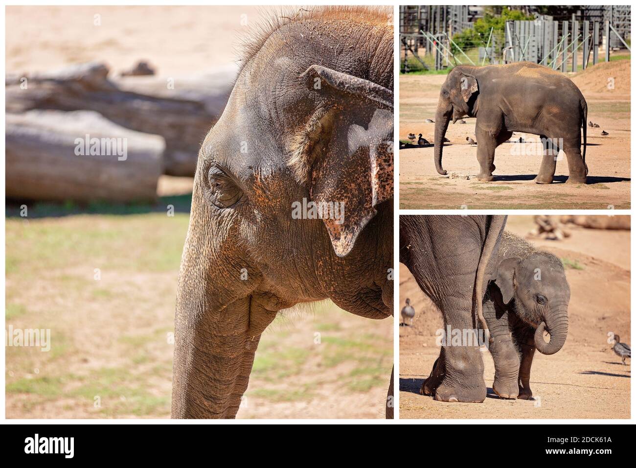 Collage d'un éléphant et de son bébé jouant autour de lui les jambes des mères Banque D'Images