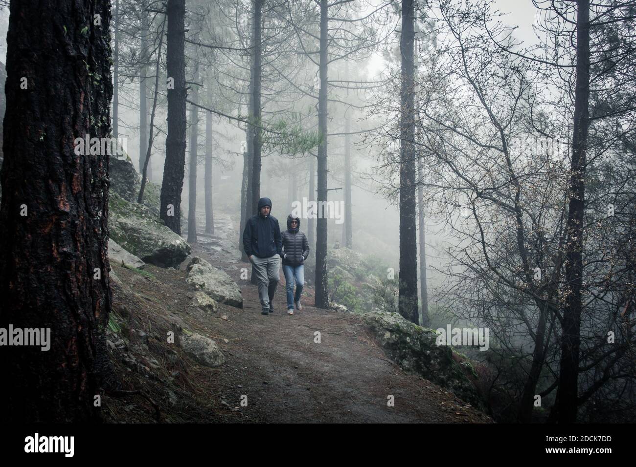 Un jeune couple de randonneurs s'approche de la forêt par une forte journée de brouillard. Les gens marchent dans les bois le matin froid d'hiver dans le parc naturel de Roque Nublo Banque D'Images