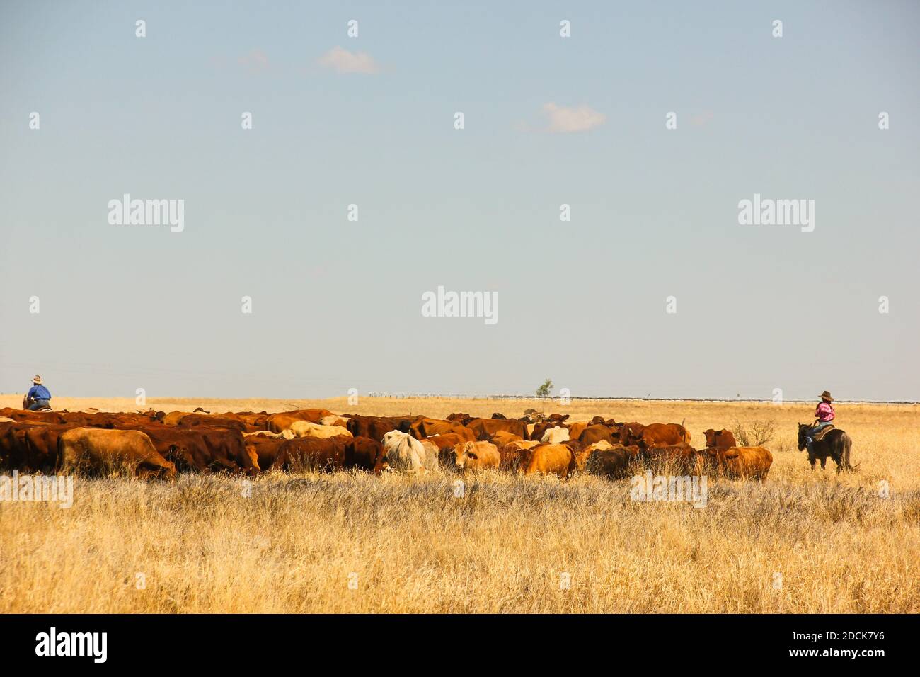 Cowboy et cowgirl sur des chevaux gardant le bétail ensemble sur le champ de campagne dans le Queensland, Australie. Mode de vie rural Banque D'Images