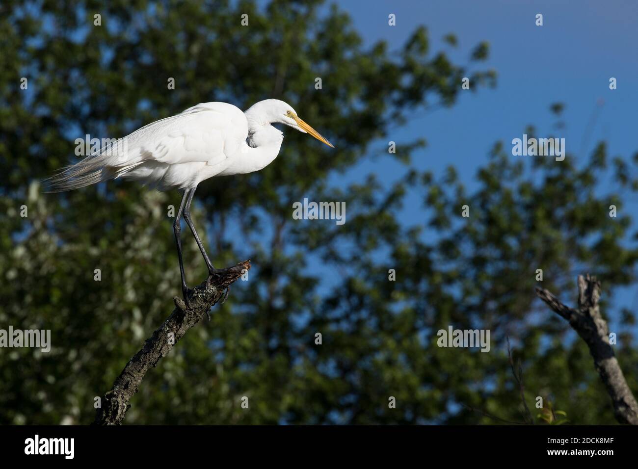 Grand Egret (Ardea alba) perché sur une branche, long Island, New York Banque D'Images