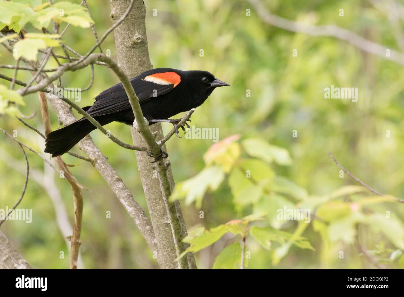 Oiseau-noir à aigree rouge (Agelaius phoeniceus) perché sur une branche, long Island, New York Banque D'Images