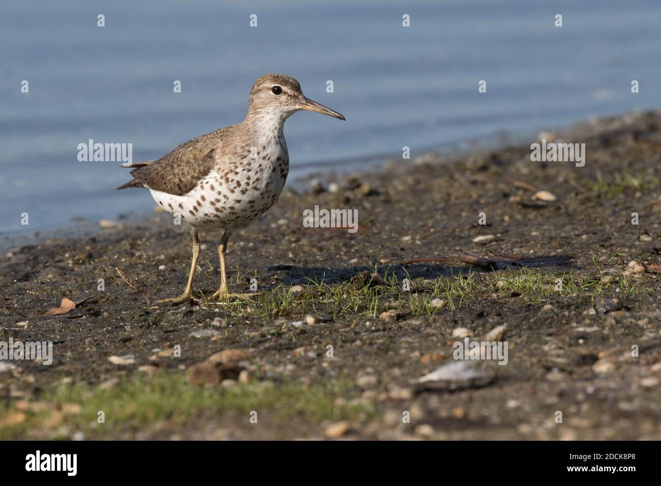 Sandpiper tacheté (Actitis macularius) recherche de mouches le long du rivage d'un étang, long Island, New York Banque D'Images