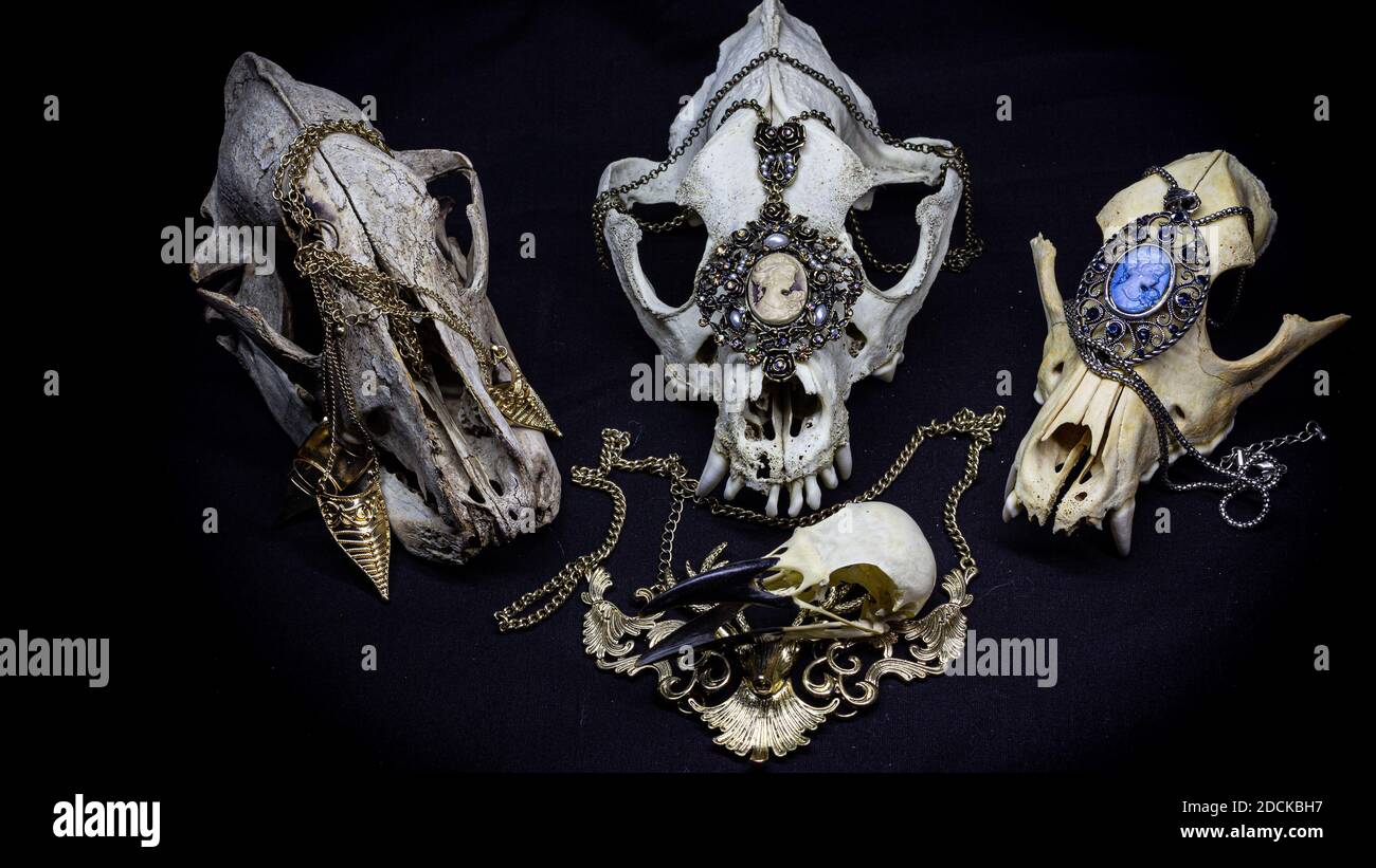 trois crânes de chiens différents et un crâne corbeau avec divers pendentifs vintage et d'autres ornements isolés sur un fond noir. Crânes d'animaux. Banque D'Images