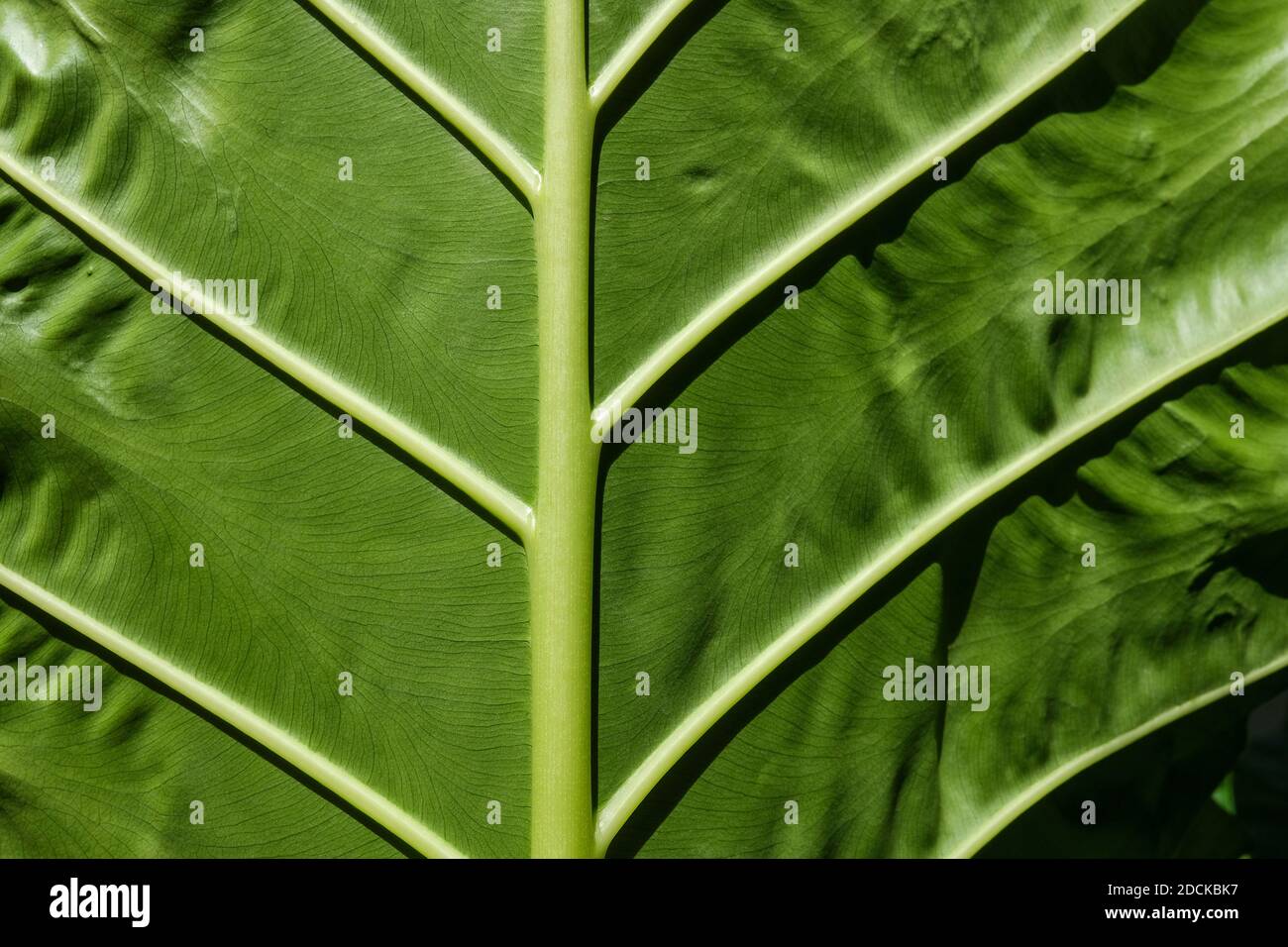 Le dessous et les nervures de la feuille d'une Alocasie, également connue sous le nom de Elephant Ear Plant Banque D'Images