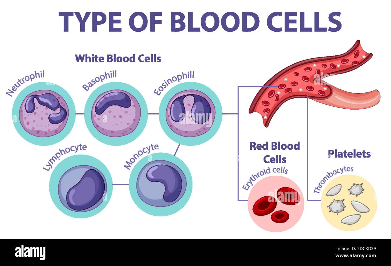 Illustration du type de cellules sanguines Illustration de Vecteur