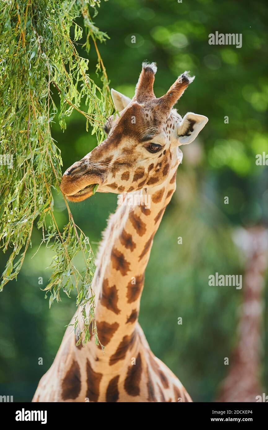 Girafe réticulée (Giraffa camelopardalis reticulata), captive, occurrence Somalie Banque D'Images